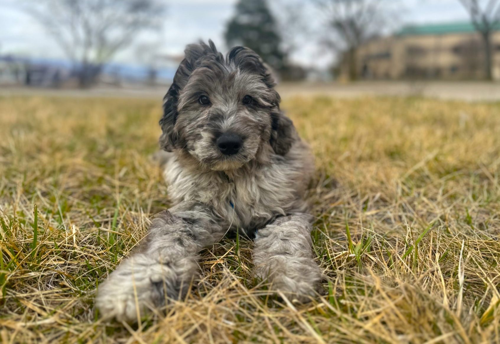pup-2-e1739198180696