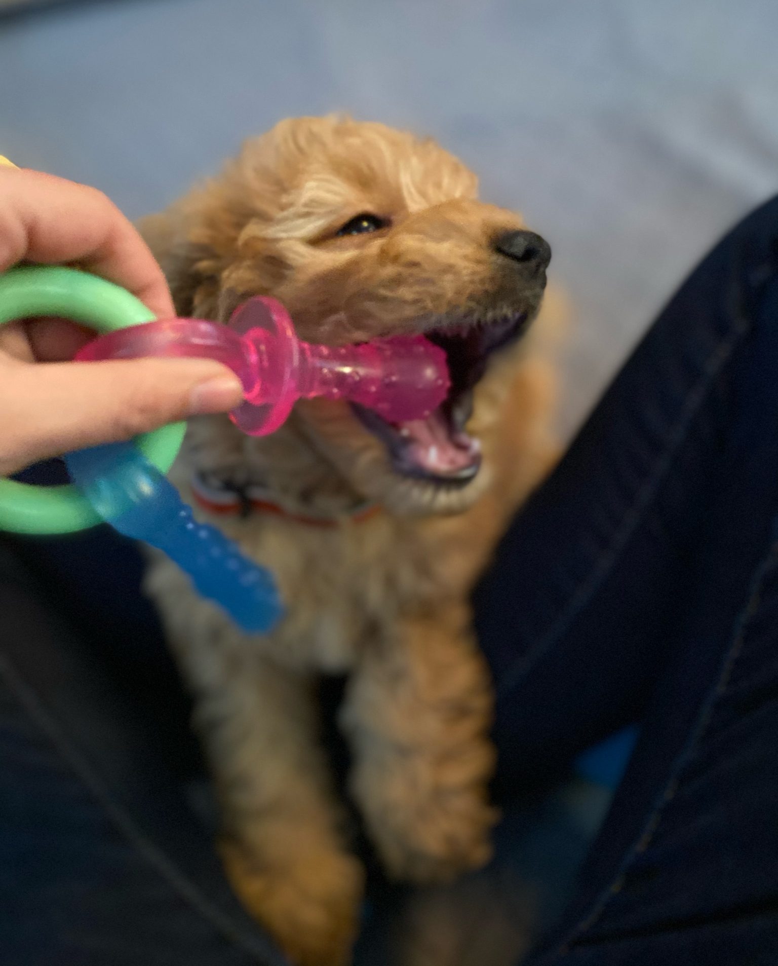 pup-e1739198244601